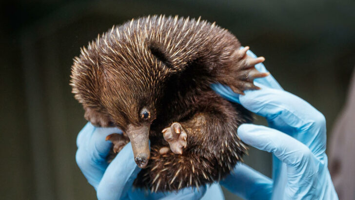 Zoo ukáže poprvé veřejnosti vzácné mládě ježury australské