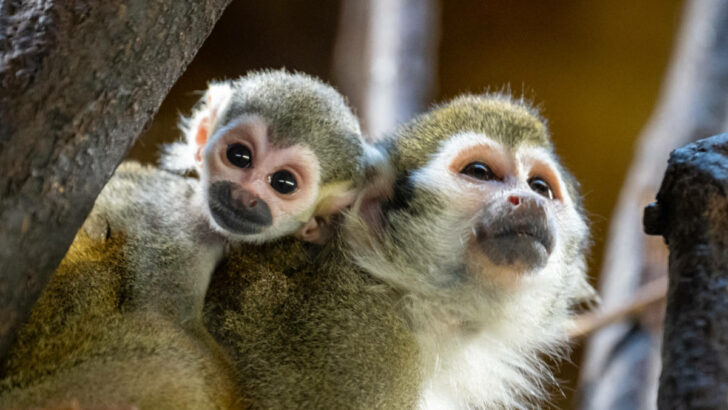 Mláďata kotulů z pražské zoo se přidala ke skupině. Už je tak můžete vidět