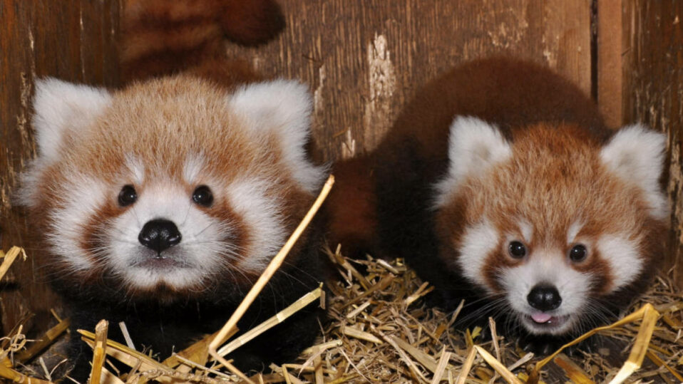 Mláďata pandy červené jsou už k vidění v pražské zoo
